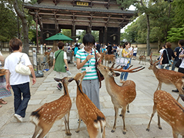 奈良公園にて鹿と戯れる留学生