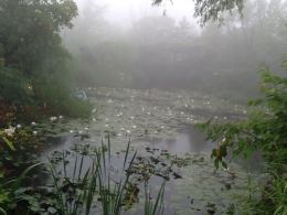 霧がかかって幻想的な睡蓮の庭