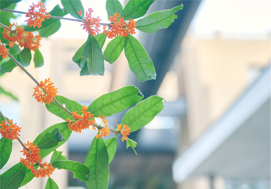 キャンパスの様子