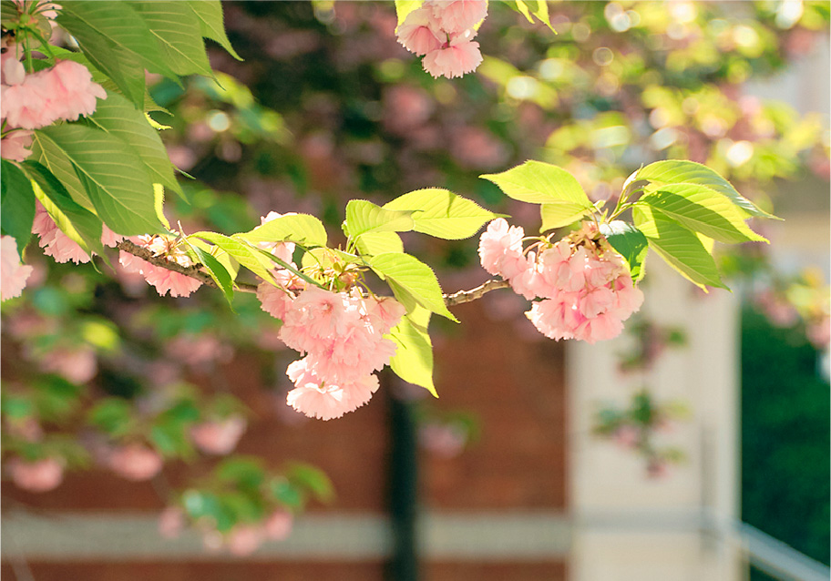 キャンパスの様子