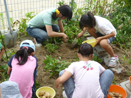 子どもたちといも掘り