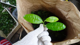 収穫後の「まんま茶」茶葉