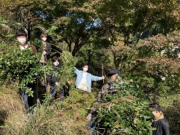 北山杉をはぐくむ山斜面で茶葉を収獲